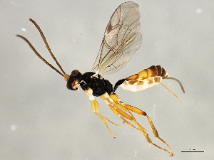  ( - 10BBCHY-2836)  @13 [ ] CreativeCommons - Attribution (2010) CBG Photography Group Centre for Biodiversity Genomics