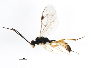  ( - 10BBCHY-3088)  @12 [ ] CreativeCommons - Attribution (2011) CBG Photography Group Centre for Biodiversity Genomics