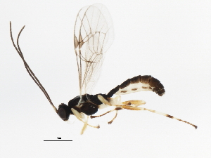  ( - 10BBCHY-3099)  @13 [ ] CreativeCommons - Attribution (2011) CBG Photography Group Centre for Biodiversity Genomics