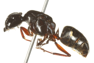  ( - 10BBCHY-3793)  @11 [ ] CreativeCommons - Attribution (2011) CBG Photography Group Centre for Biodiversity Genomics