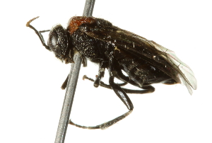  ( - 10BBCHY-3877)  @12 [ ] CreativeCommons - Attribution (2011) CBG Photography Group Centre for Biodiversity Genomics