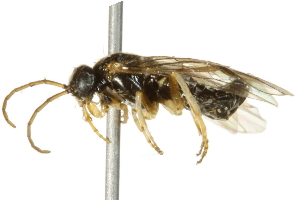  ( - 10BBCHY-3919)  @12 [ ] CreativeCommons - Attribution (2011) CBG Photography Group Centre for Biodiversity Genomics