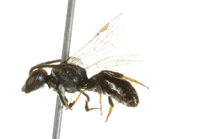  ( - 10BBCHY-3301)  @14 [ ] CreativeCommons - Attribution (2011) CBG Photography Group Centre for Biodiversity Genomics