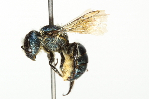  ( - 10BBCHY-3318)  @13 [ ] CreativeCommons - Attribution (2011) CBG Photography Group Centre for Biodiversity Genomics