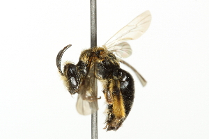 ( - 10BBCHY-3335)  @11 [ ] CreativeCommons - Attribution (2011) CBG Photography Group Centre for Biodiversity Genomics