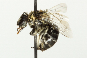  ( - 10BBCHY-3341)  @13 [ ] CreativeCommons - Attribution (2011) CBG Photography Group Centre for Biodiversity Genomics