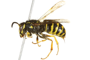  ( - 10BBCHY-3399)  @14 [ ] CreativeCommons - Attribution (2011) CBG Photography Group Centre for Biodiversity Genomics