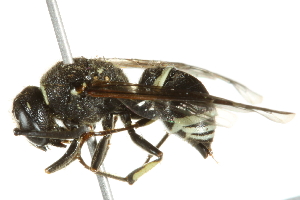  ( - 10BBCHY-3409)  @13 [ ] CreativeCommons - Attribution (2011) CBG Photography Group Centre for Biodiversity Genomics