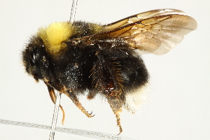  (Bombus occidentalis - 10BBCHY-3201)  @14 [ ] CreativeCommons - Attribution (2011) CBG Photography Group Centre for Biodiversity Genomics