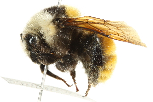  (Bombus appositus - 10BBCHY-3206)  @15 [ ] CreativeCommons - Attribution (2011) CBG Photography Group Centre for Biodiversity Genomics