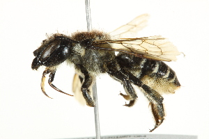  (Megachile inermis - 10BBCHY-3246)  @16 [ ] CreativeCommons - Attribution (2011) CBG Photography Group Centre for Biodiversity Genomics