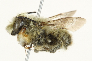  ( - 10BBCHY-3262)  @13 [ ] CreativeCommons - Attribution (2011) CBG Photography Group Centre for Biodiversity Genomics