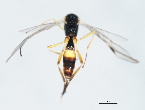  ( - 08BBHYM-1639)  @12 [ ] CreativeCommons - Attribution (2010) CBG Photography Group Centre for Biodiversity Genomics