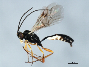  ( - 08BBHYM-1642)  @14 [ ] CreativeCommons - Attribution (2010) CBG Photography Group Centre for Biodiversity Genomics