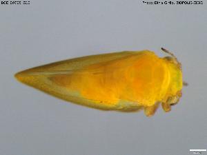  (Strophingia - BGE_00705_G12)  @11 [ ] Creative Commons Attribution NonCommercial ShareAlike (2024) (2024) Research Center in Biodiversity and Genetic Resources Research Center in Biodiversity and Genetic Resources