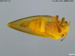  ( - BGE_00705_G12)  @11 [ ] Creative Commons Attribution NonCommercial ShareAlike (2024) (2024) Research Center in Biodiversity and Genetic Resources Research Center in Biodiversity and Genetic Resources