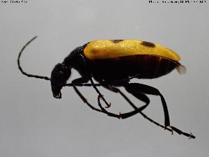  ( - BGE_00585_A12)  @11 [ ] Creative Commons Attribution NonCommercial ShareAlike (2025) (2025) Research Center in Biodiversity and Genetic Resources Research Center in Biodiversity and Genetic Resources