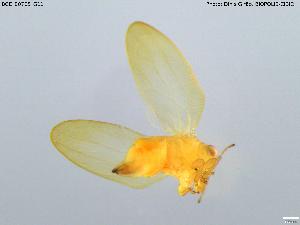  ( - BGE_00705_G11)  @11 [ ] Creative Commons Attribution NonCommercial ShareAlike (2024) (2024) Research Center in Biodiversity and Genetic Resources Research Center in Biodiversity and Genetic Resources