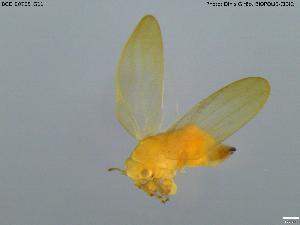  ( - BGE_00705_G11)  @11 [ ] Creative Commons Attribution NonCommercial ShareAlike (2024) (2024) Research Center in Biodiversity and Genetic Resources Research Center in Biodiversity and Genetic Resources