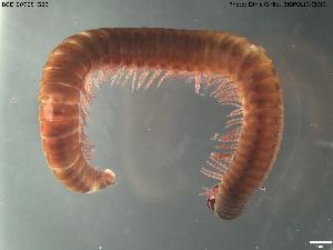  ( - BGE_00705_G03)  @11 [ ] Creative Commons Attribution NonCommercial ShareAlike (2024) (2024) Research Center in Biodiversity and Genetic Resources Research Center in Biodiversity and Genetic Resources