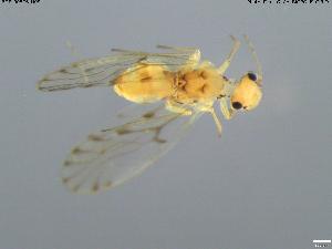  (Trichopsocus clarus - BGE_00576_H09)  @11 [ ] Creative Commons Attribution NonCommercial ShareAlike (2024) (2024) Research Center in Biodiversity and Genetic Resources Research Center in Biodiversity and Genetic Resources