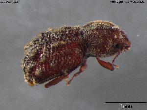  (Tarphius - BGE_00577_E12)  @11 [ ] Creative Commons Attribution NonCommercial ShareAlike (2024) (2024) Research Center in Biodiversity and Genetic Resources Research Center in Biodiversity and Genetic Resources