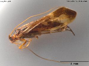  (Limnephilus atlanticus - BGE_00577_G01)  @11 [ ] Creative Commons Attribution NonCommercial ShareAlike (2024) (2024) Research Center in Biodiversity and Genetic Resources Research Center in Biodiversity and Genetic Resources