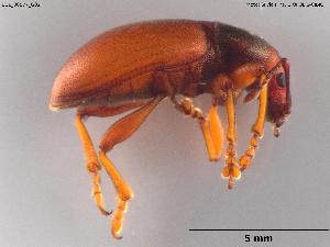  ( - BGE_00577_G02)  @11 [ ] Creative Commons Attribution NonCommercial ShareAlike (2024) (2024) Research Center in Biodiversity and Genetic Resources Research Center in Biodiversity and Genetic Resources