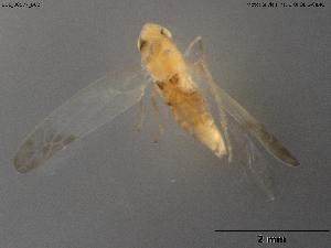  (Eupteryx azorica - BGE_00577_B02)  @11 [ ] Creative Commons Attribution NonCommercial ShareAlike (2024) (2024) Research Center in Biodiversity and Genetic Resources Research Center in Biodiversity and Genetic Resources