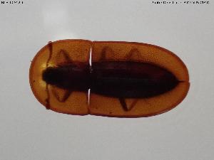  (Cossyphus hoffmannseggi - BGE_00592_G11)  @11 [ ] Creative Commons Attribution NonCommercial ShareAlike (2025) (2025) Research Center in Biodiversity and Genetic Resources Research Center in Biodiversity and Genetic Resources