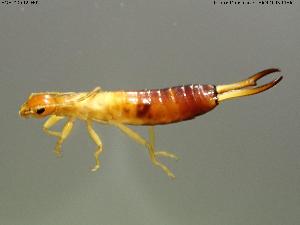  ( - BGE_00592_H02)  @11 [ ] Creative Commons Attribution NonCommercial ShareAlike (2025) (2025) Research Center in Biodiversity and Genetic Resources Research Center in Biodiversity and Genetic Resources