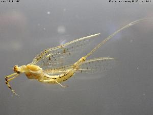  ( - BGE_00592_H05)  @11 [ ] Creative Commons Attribution NonCommercial ShareAlike (2025) (2025) Research Center in Biodiversity and Genetic Resources Research Center in Biodiversity and Genetic Resources