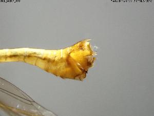  ( - BGE_00107_B08)  @11 [ ] Creative Commons Attribution NonCommercial ShareAlike (2025) (2025) Research Center in Biodiversity and Genetic Resources Research Center in Biodiversity and Genetic Resources