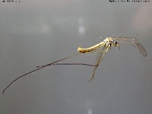  ( - BGE_00107_C10)  @11 [ ] Creative Commons Attribution NonCommercial ShareAlike (2025) (2025) Research Center in Biodiversity and Genetic Resources Research Center in Biodiversity and Genetic Resources