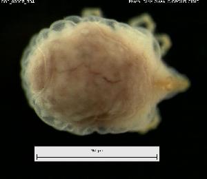  ( - BGE_00108_B04)  @11 [ ] Creative Commons Attribution NonCommercial ShareAlike (2023) (2024) Research Center in Biodiversity and Genetic Resources Research Center in Biodiversity and Genetic Resources