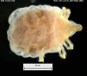  ( - BGE_00108_B04)  @11 [ ] Creative Commons Attribution NonCommercial ShareAlike (2023) (2024) Research Center in Biodiversity and Genetic Resources Research Center in Biodiversity and Genetic Resources