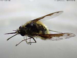  ( - BGE_00592_G08)  @11 [ ] Creative Commons Attribution NonCommercial ShareAlike (2025) (2025) Research Center in Biodiversity and Genetic Resources Research Center in Biodiversity and Genetic Resources