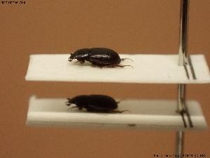  (Phalacronotus putoni - BGE_00706_G04)  @11 [ ] Creative Commons Attribution NonCommercial ShareAlike (2025) (2025) Research Center in Biodiversity and Genetic Resources Research Center in Biodiversity and Genetic Resources