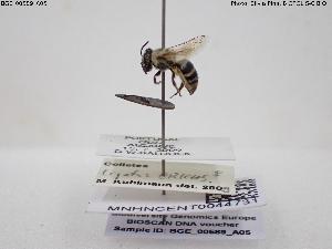  (Colletes ligatus - BGE_00589_A05)  @11 [ ] Creative Commons Attribution NonCommercial ShareAlike (2024) (2024) Research Center in Biodiversity and Genetic Resources Research Center in Biodiversity and Genetic Resources