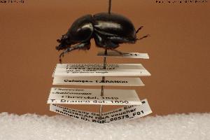  ( - BGE_00575_F01)  @11 [ ] Creative Commons Attribution NonCommercial ShareAlike (2024) (2024) Research Center in Biodiversity and Genetic Resources Research Center in Biodiversity and Genetic Resources