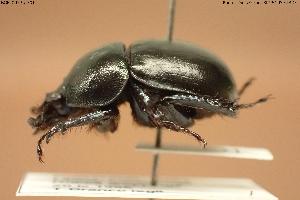  ( - BGE_00575_F01)  @11 [ ] Creative Commons Attribution NonCommercial ShareAlike (2024) (2024) Research Center in Biodiversity and Genetic Resources Research Center in Biodiversity and Genetic Resources