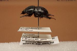  ( - BGE_00575_F02)  @11 [ ] Creative Commons Attribution NonCommercial ShareAlike (2024) (2024) Research Center in Biodiversity and Genetic Resources Research Center in Biodiversity and Genetic Resources