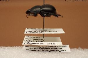  ( - BGE_00575_F03)  @11 [ ] Creative Commons Attribution NonCommercial ShareAlike (2024) (2024) Research Center in Biodiversity and Genetic Resources Research Center in Biodiversity and Genetic Resources