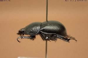  ( - BGE_00575_F03)  @11 [ ] Creative Commons Attribution NonCommercial ShareAlike (2024) (2024) Research Center in Biodiversity and Genetic Resources Research Center in Biodiversity and Genetic Resources