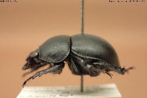  ( - BGE_00575_F06)  @11 [ ] Creative Commons Attribution NonCommercial ShareAlike (2024) (2024) Research Center in Biodiversity and Genetic Resources Research Center in Biodiversity and Genetic Resources