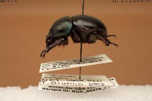  ( - BGE_00575_F07)  @11 [ ] Creative Commons Attribution NonCommercial ShareAlike (2024) (2024) Research Center in Biodiversity and Genetic Resources Research Center in Biodiversity and Genetic Resources