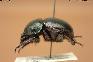  ( - BGE_00575_F07)  @11 [ ] Creative Commons Attribution NonCommercial ShareAlike (2024) (2024) Research Center in Biodiversity and Genetic Resources Research Center in Biodiversity and Genetic Resources