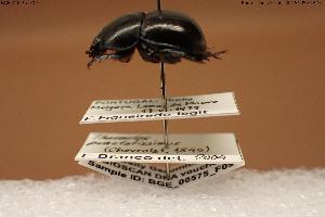  ( - BGE_00575_F09)  @11 [ ] Creative Commons Attribution NonCommercial ShareAlike (2024) (2024) Research Center in Biodiversity and Genetic Resources Research Center in Biodiversity and Genetic Resources