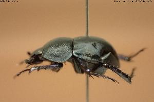  ( - BGE_00575_F10)  @11 [ ] Creative Commons Attribution NonCommercial ShareAlike (2024) (2024) Research Center in Biodiversity and Genetic Resources Research Center in Biodiversity and Genetic Resources