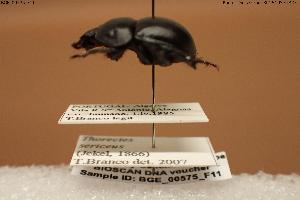  ( - BGE_00575_F11)  @11 [ ] Creative Commons Attribution NonCommercial ShareAlike (2024) (2024) Research Center in Biodiversity and Genetic Resources Research Center in Biodiversity and Genetic Resources